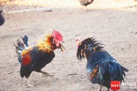 海客谈 | 这只海南网红鸡敢单挑文昌鸡，凭啥？图片