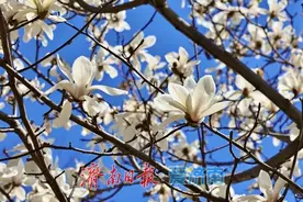 玉兰花次第开放 淡雅清幽香气四溢图片