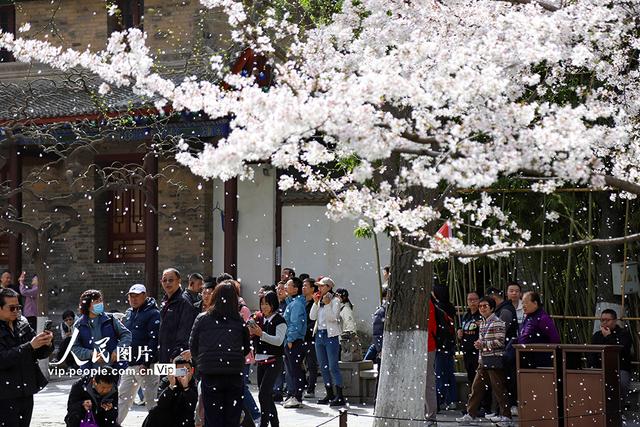 陕西西安：小雁塔景区樱花烂漫