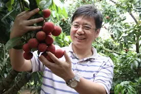 今年荔枝为何减产？产业专家详解个中原因图片