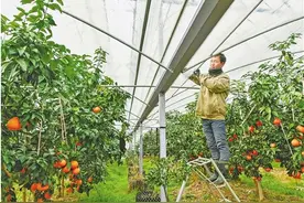 浙江正经历近十年来12月最长冰冻期 迎战寒潮冰冻力保农业生产图片