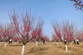 安徽霍邱：道路畅产业旺 小村梅园香漫蓼城大地图片
