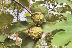 春季户外活动警惕有毒野果 几颗“山核桃”放倒一群山友图片