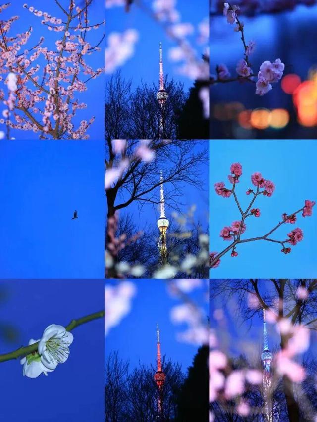 想把临沂的春天打包送给你，临沂最全赏花攻略来了