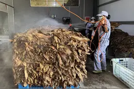 匠心“茄”运 酵发香醇图片