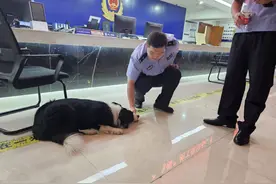 边牧走丢竟独自到派出所“报警”还留宿一晚，主人很惊喜图片