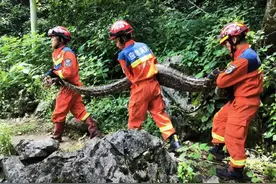 河池一村庄现80斤巨蟒吞食山羊！后续来了→图片