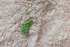 千万别碰！很多人家中突然大量出现……图片