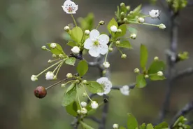 并非豆梨！广东丹霞山发现新物种图片