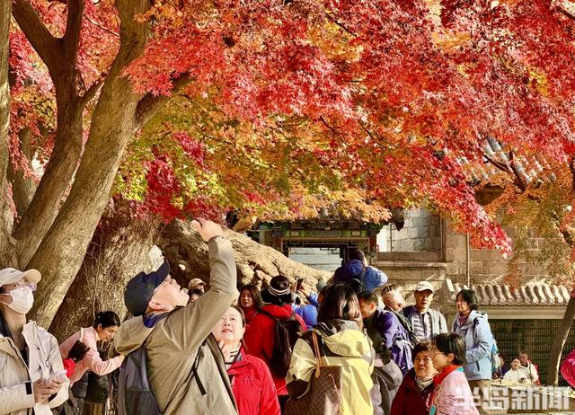 冬藏“枫”景！太清宫百年红枫进入最佳观赏期