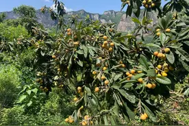 修文枇杷飘香季 采摘游玩正当时图片