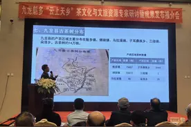 四川甘孜九龙县公布古茶树“家底”：全县有14万余株，发现目前全国海拔最高的古茶树图片