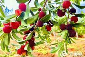 有一种叫云南的生活 | 喜上“梅”梢 玉溪华宁的杨梅成熟啦图片