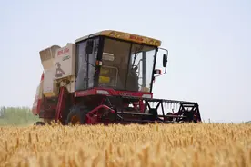 34.44万亩小麦开镰收割 沁阳市奏响“三夏”丰收曲图片