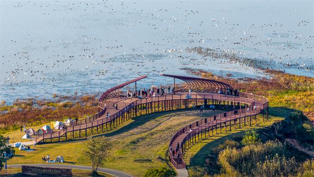 吴城候鸟小镇迎来观鸟潮 单日客流创新高