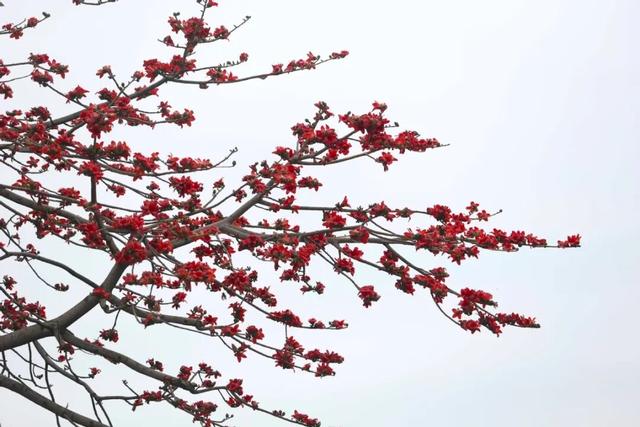 美翻了，包出片的！你在东莞“Color Walk”了吗？