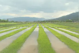 抢抓农时、人机协作，正是水稻移栽好时节！图片