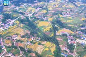 视频丨巴东：​风吹稻浪 稻穗飘香图片