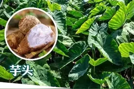 误把滴水观音当芋头，还有这些植物也要注意……图片