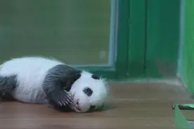 全球唯一大熊猫三胞胎老大“萌萌”的千金满月图片