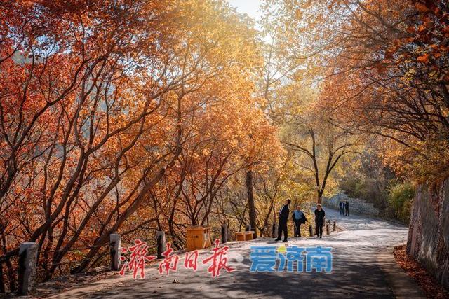 一年四季 泉在济南丨济南红叶谷漫山红遍层林尽染，最佳观赏期迎来秋日盛景