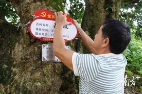 化州林尘实行党员责任制，让古树名木“老有所依”图片