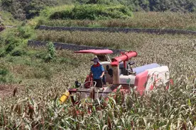 秋风起，高粱红！仁怀：36万亩酒用高粱陆续进入采收期图片