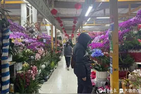 壹点调查|电视剧带火菏泽牡丹“飞”向各地，有商家日销五万盆图片