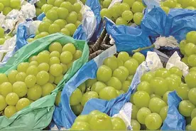 爆降！阳光玫瑰葡萄为何越来越便宜？图片