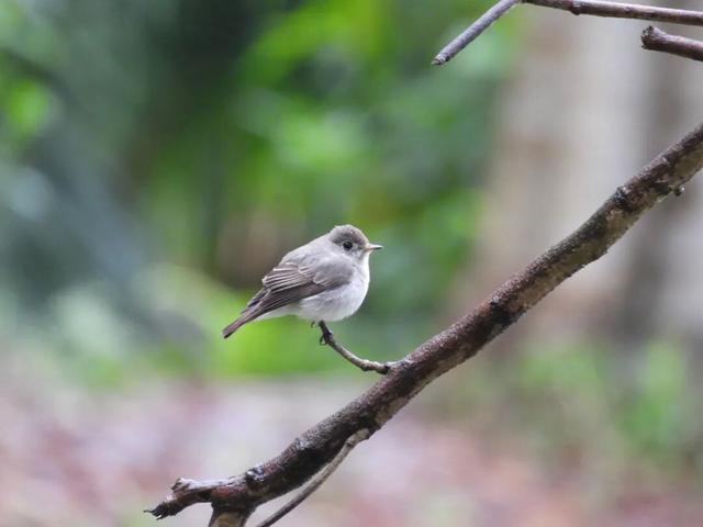 暖冬“追鸟”去！在海口美兰，邂逅灵动之美~