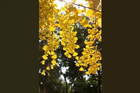 【飞花令】诗中“秋”意浓『明月几时有』（217）图片