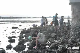 深圳一公园成市民抓螃蟹打卡地，执法部门：“捕捞”非赶海图片