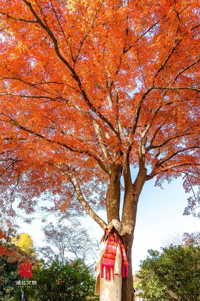 红红红红！红“枫”了！