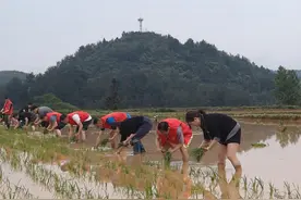 开阳县农业农村局：抢抓农时插秧忙 助农增收好“良方”图片