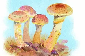 蘑菇圈图片