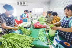 【乡村振兴 荆州在行动】荆州区李埠镇：拓宽特色蔬菜产业振兴路图片