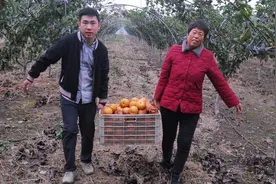 秋月梨产量提高，小麦增产100到200公斤！即墨区科学秋种助力农民增产增收图片