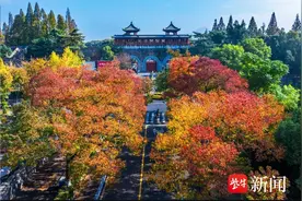 乌桕正红、银杏披金！南京这些公园景区的“含金量”还在上升图片