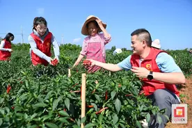 荣县乐德镇2万亩辣椒火辣上市图片