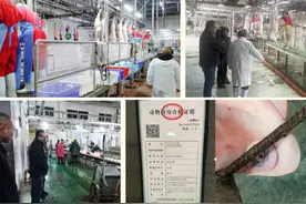 聚焦畜产品安全 夜查生猪屠宰图片