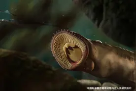 远古发现｜“水下杀手”七鳃鳗1.6亿年前可能“吃肉”不“饮血”图片