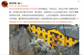 终于等到你！杭州法喜寺500岁玉兰如期绽放图片