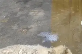 汕头一动物园北极狐高温天没空调？园方：会调节毛量应对酷暑图片