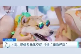 萌宠有了专属运动会 上海这样打造“宠物友好空间”→图片