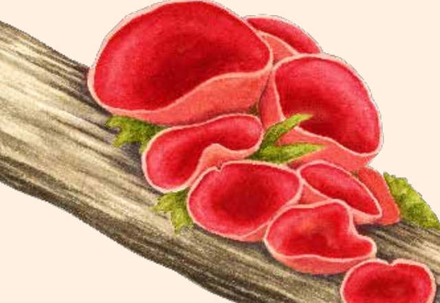 拥有超500万物种的“真菌王国”是什么样的？