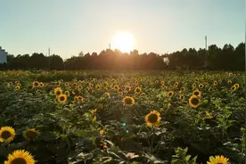 安徽五河：何首乌套种向日葵 “一地双收”达成！图片