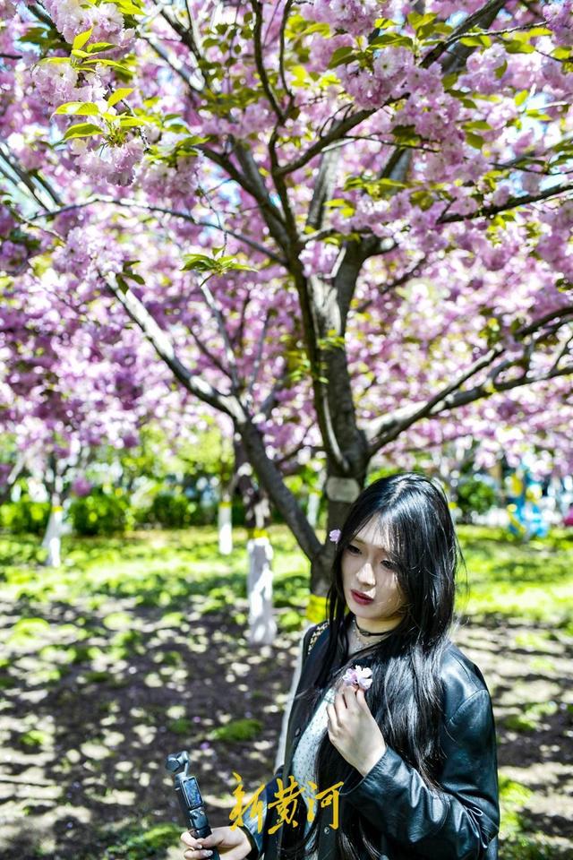 泉畔晚樱盛放，“樱花雨”引爆打卡潮