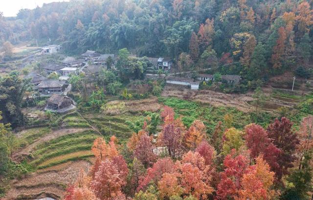 天门村：枫红云海间的千年一瞥