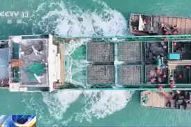 鲍鱼也要“走南闯北”越冬避暑？揭秘小鲍鱼“搬家”的大讲究图片