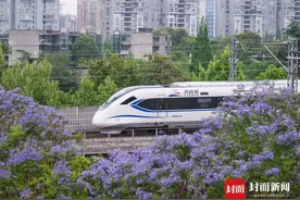 蓝花楹盛开 成都街头点燃紫色浪漫丨图集图片